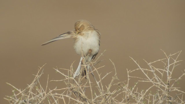 Asian Short-toed Lark - ML506543101