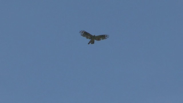 Long-tailed Honey-buzzard - ML506543631