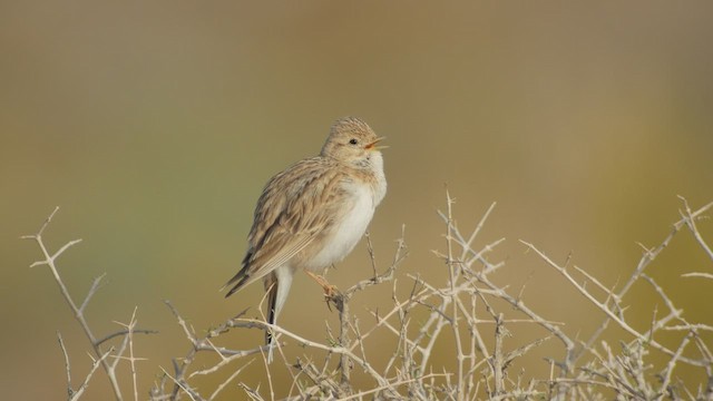 Asian Short-toed Lark - ML506543671