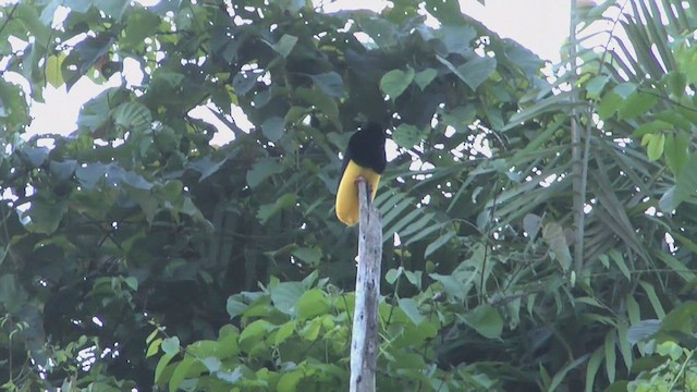 Twelve-wired Bird-of-Paradise - ML506543841