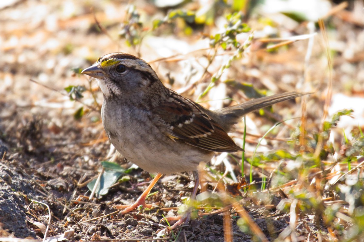 White-throated Sparrow - ML506544061