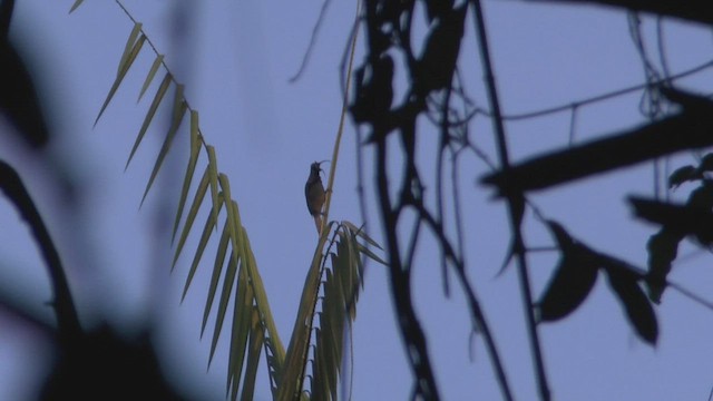 Pale-billed Sicklebill - ML506544491