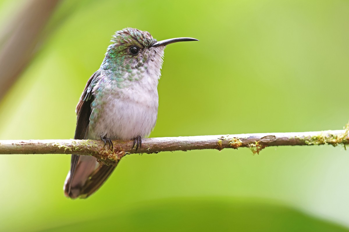 Coppery-headed Emerald - Volker Hesse