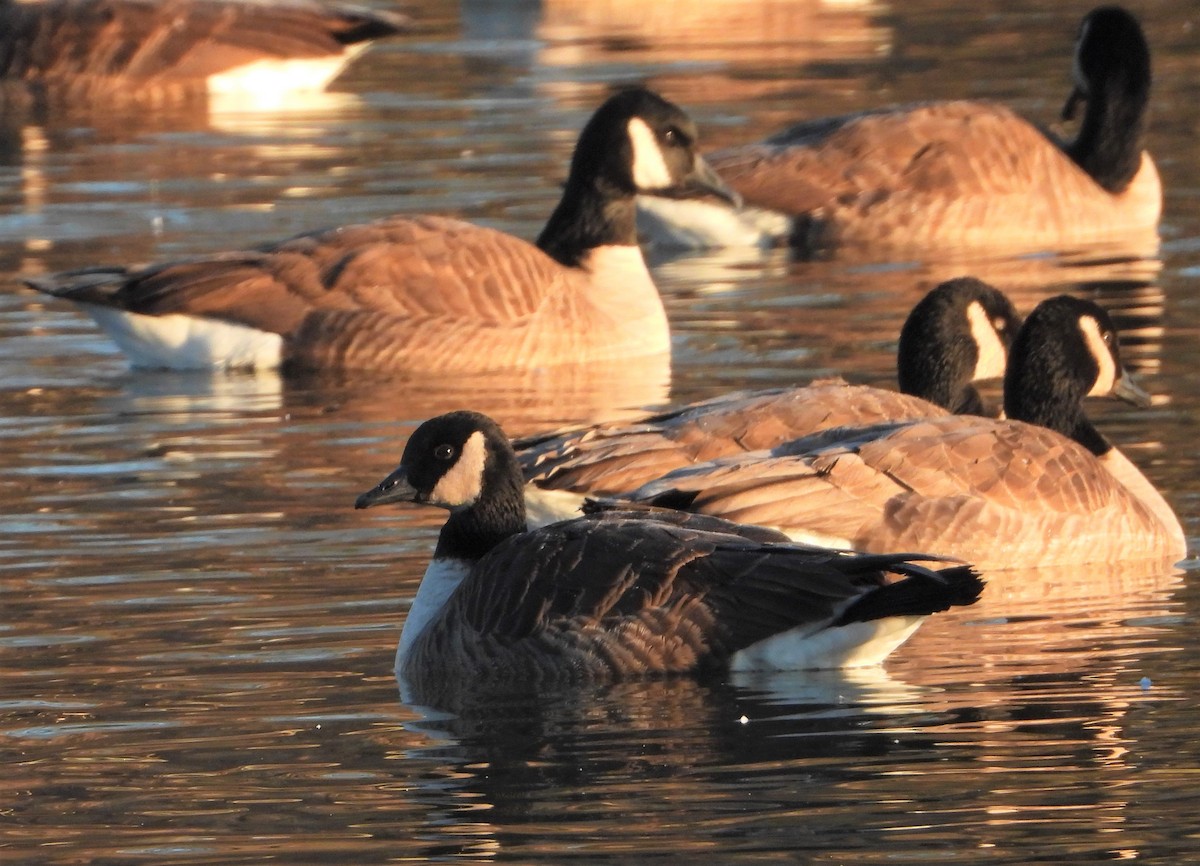 Cackling Goose - Richard Chirichiello