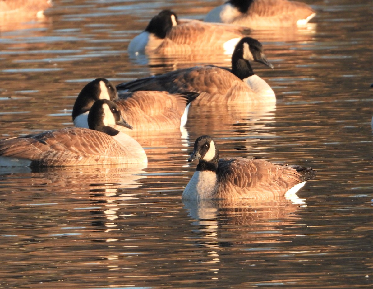 Cackling Goose - Richard Chirichiello