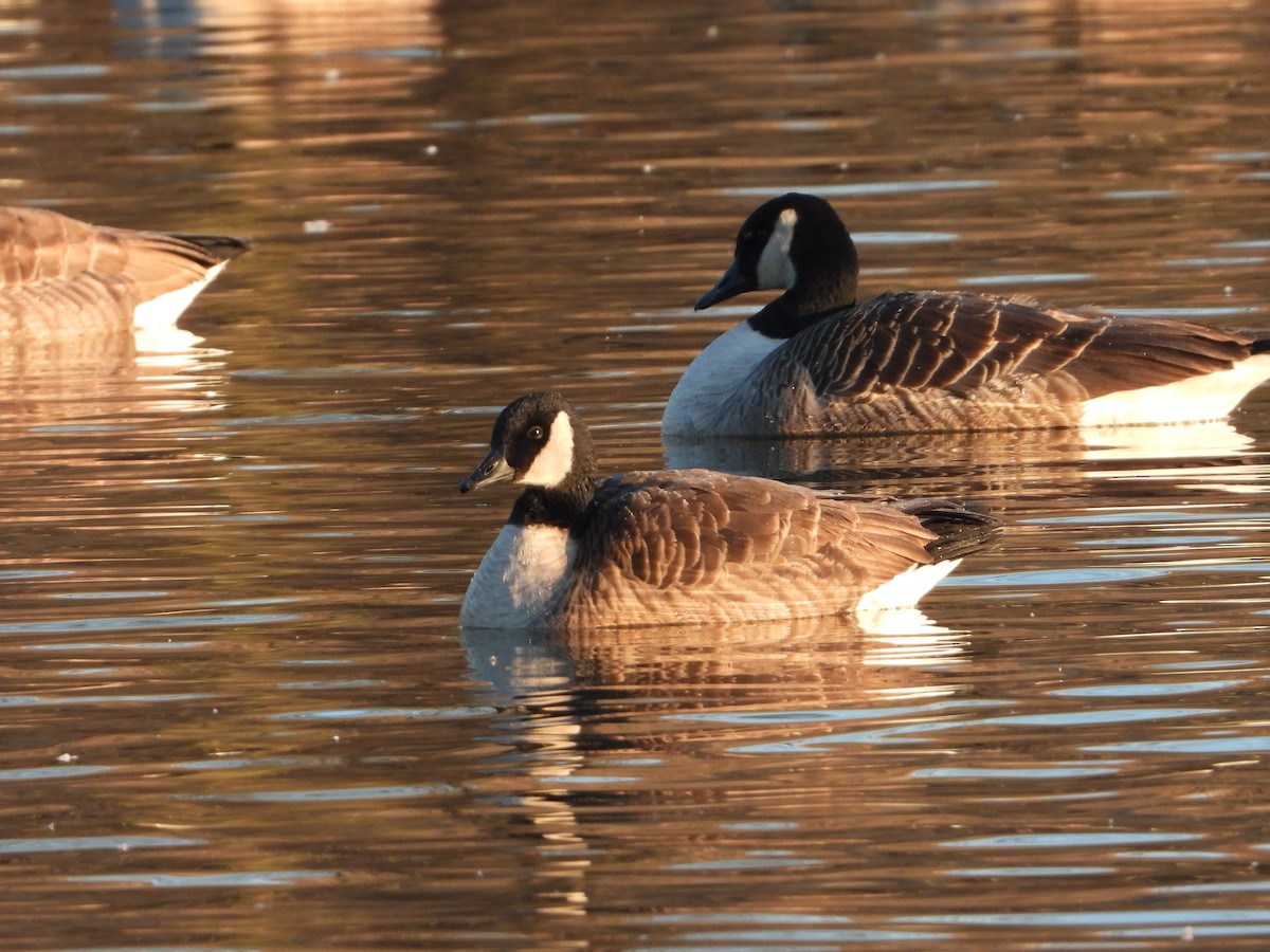 Cackling Goose - Richard Chirichiello