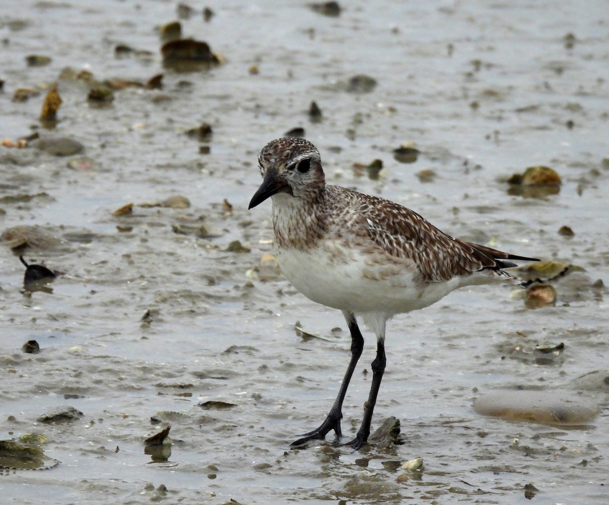 Black-bellied Plover - Sharon Wilcox