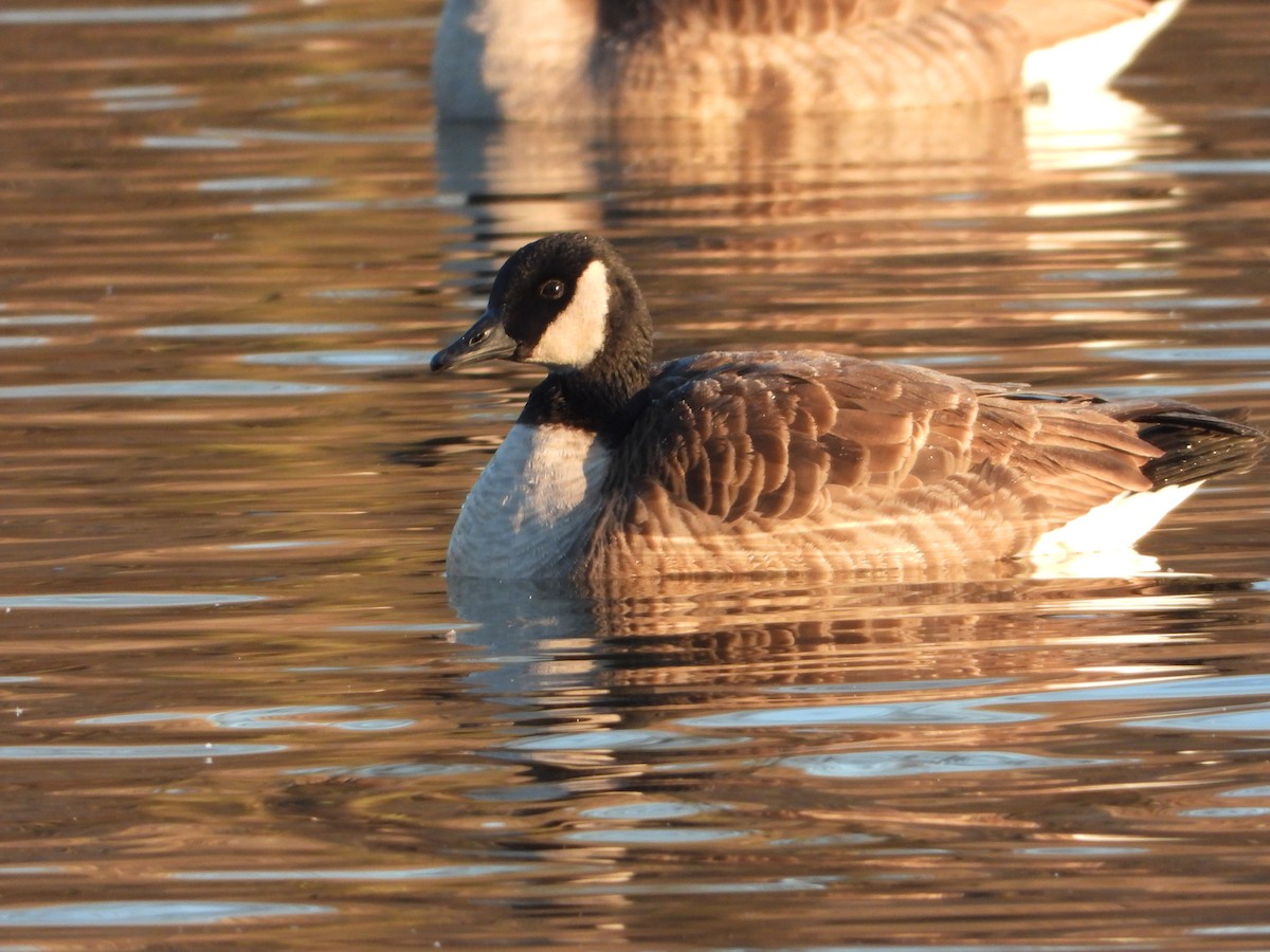 Cackling Goose - Richard Chirichiello