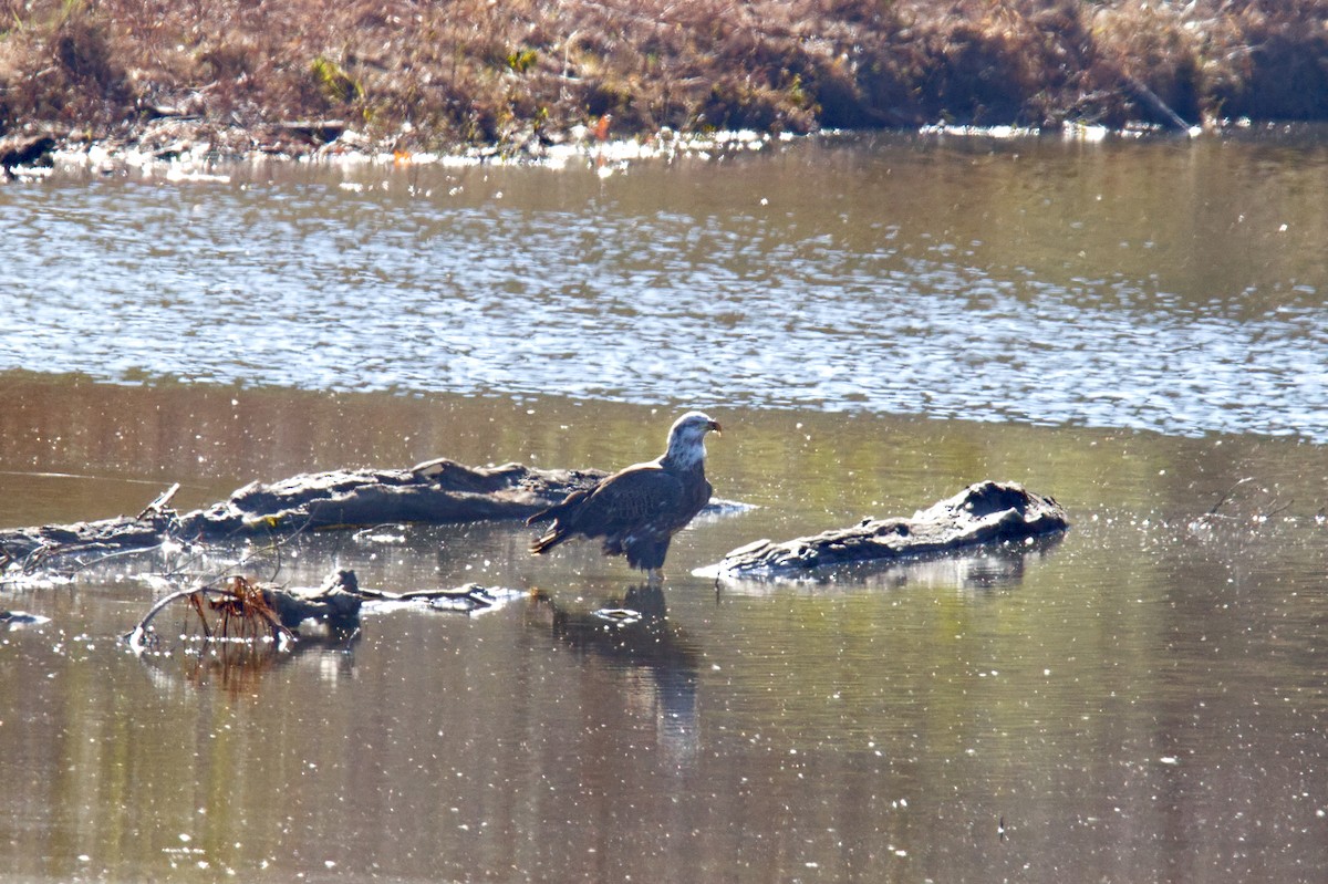 Bald Eagle - ML506546541