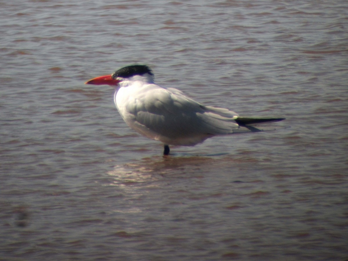 Caspian Tern - ML506546911