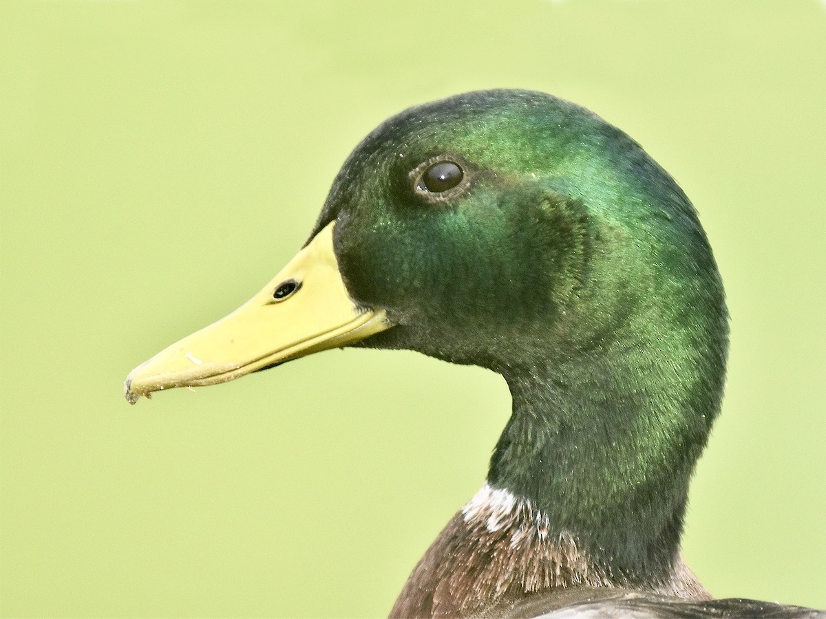 Mallard - ML506547171