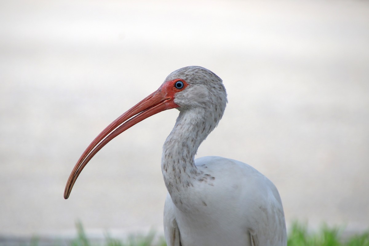 White Ibis - ML506547501