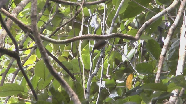 King Bird-of-Paradise - ML506547901