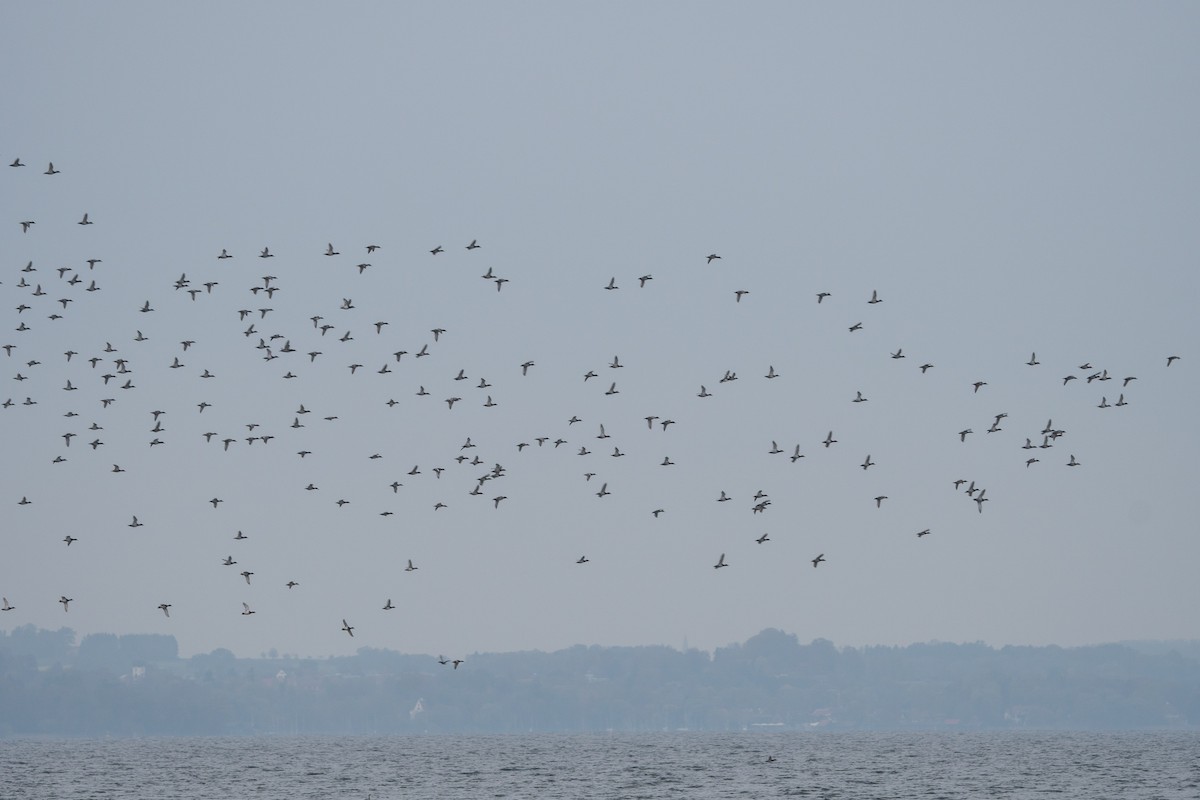 Common Pochard - ML506548301