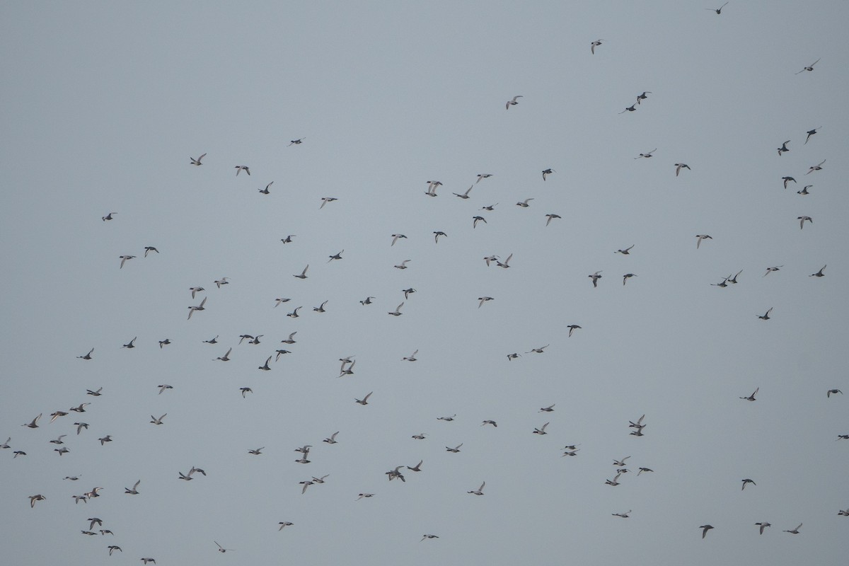 Common Pochard - ML506548321