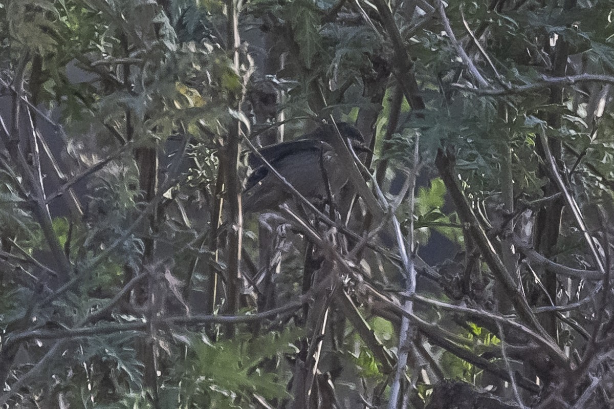 Cinereous Conebill - Amed Hernández