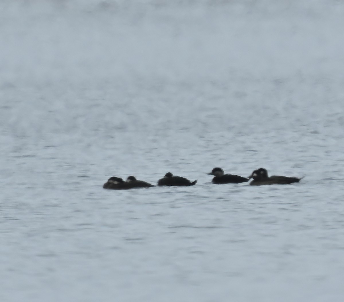 Black Scoter - ML506550261