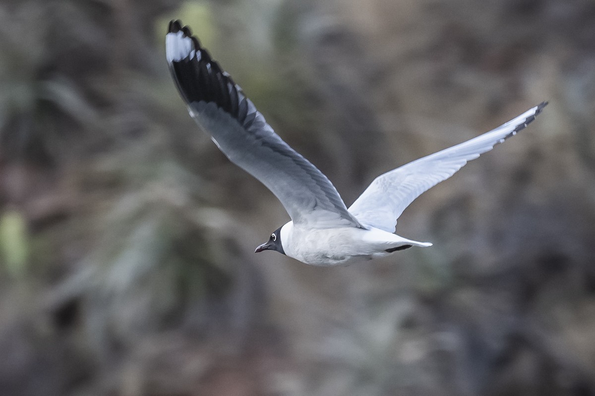 Andean Gull - ML506550311