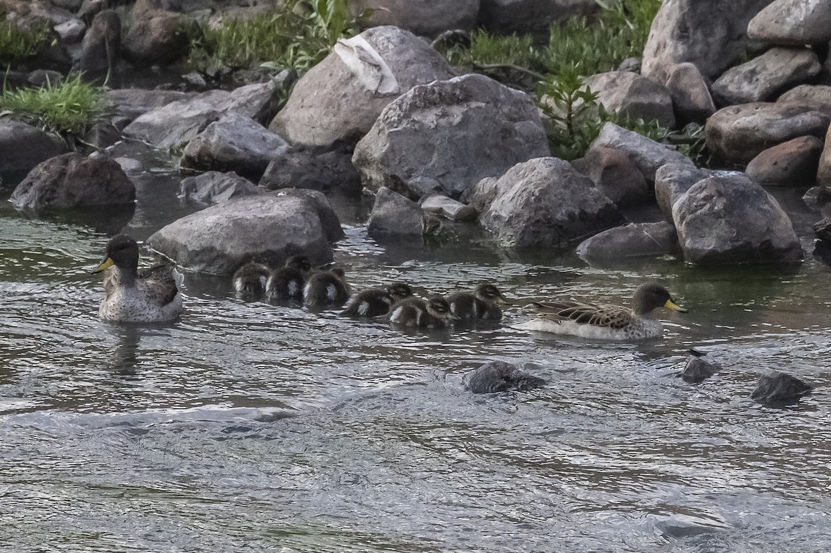 Yellow-billed Teal - ML506550551