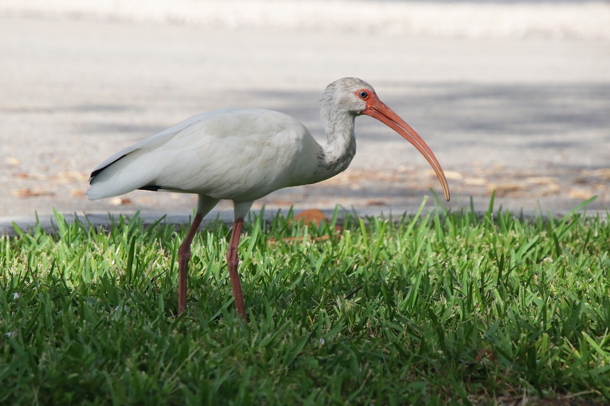 White Ibis - ML506550631