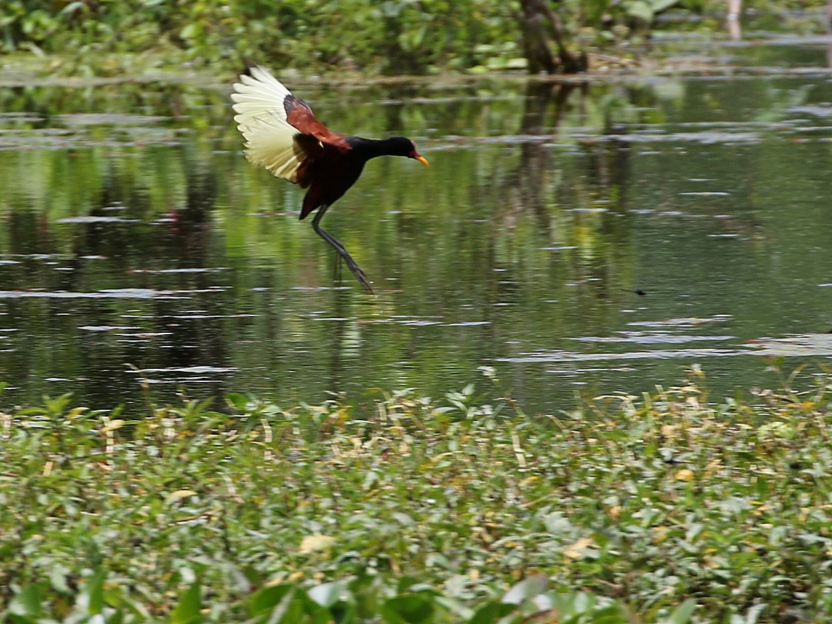 Rotstirn-Blatthühnchen [jacana-Gruppe] - ML506551441