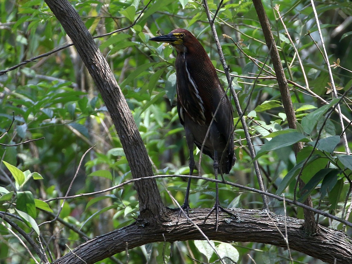 Rufescent Tiger-Heron - ML506551611