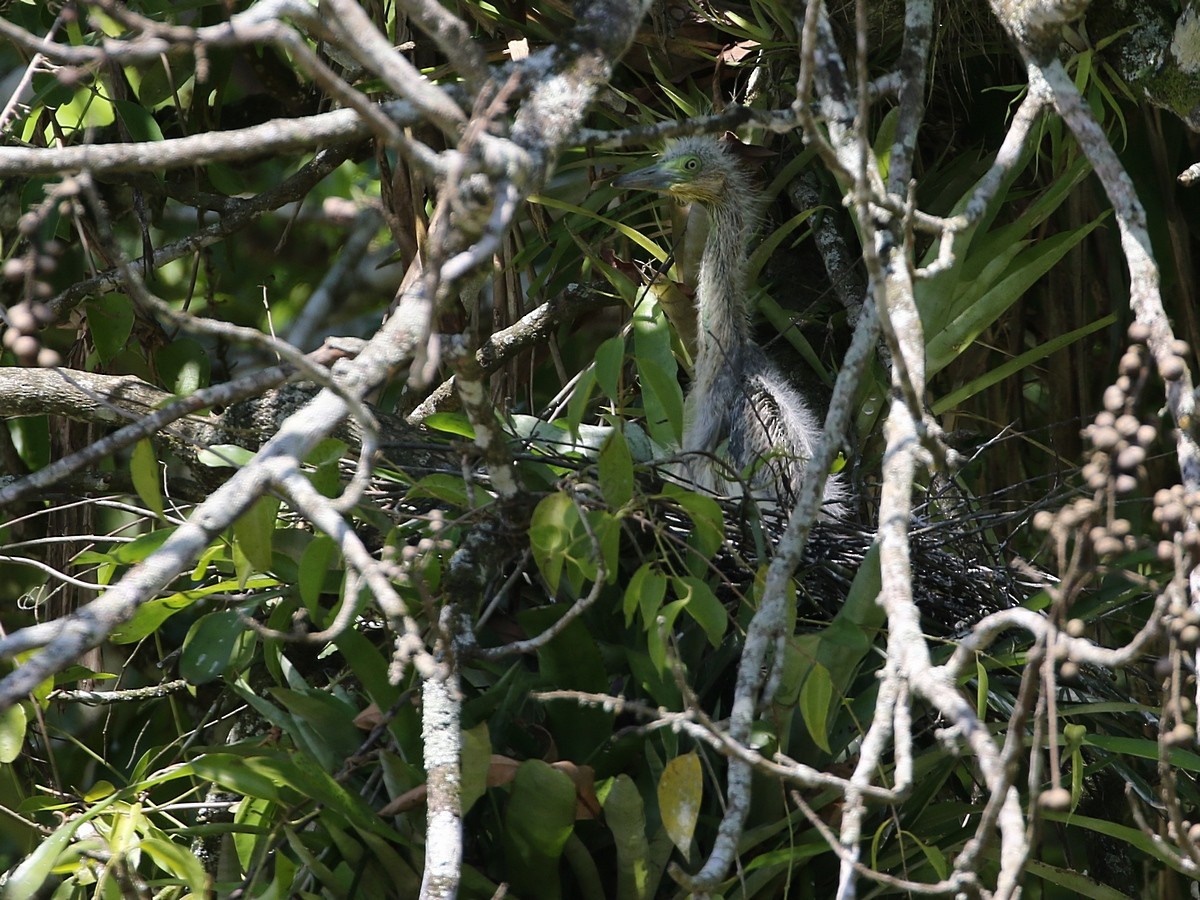 Whistling Heron - ML506551701