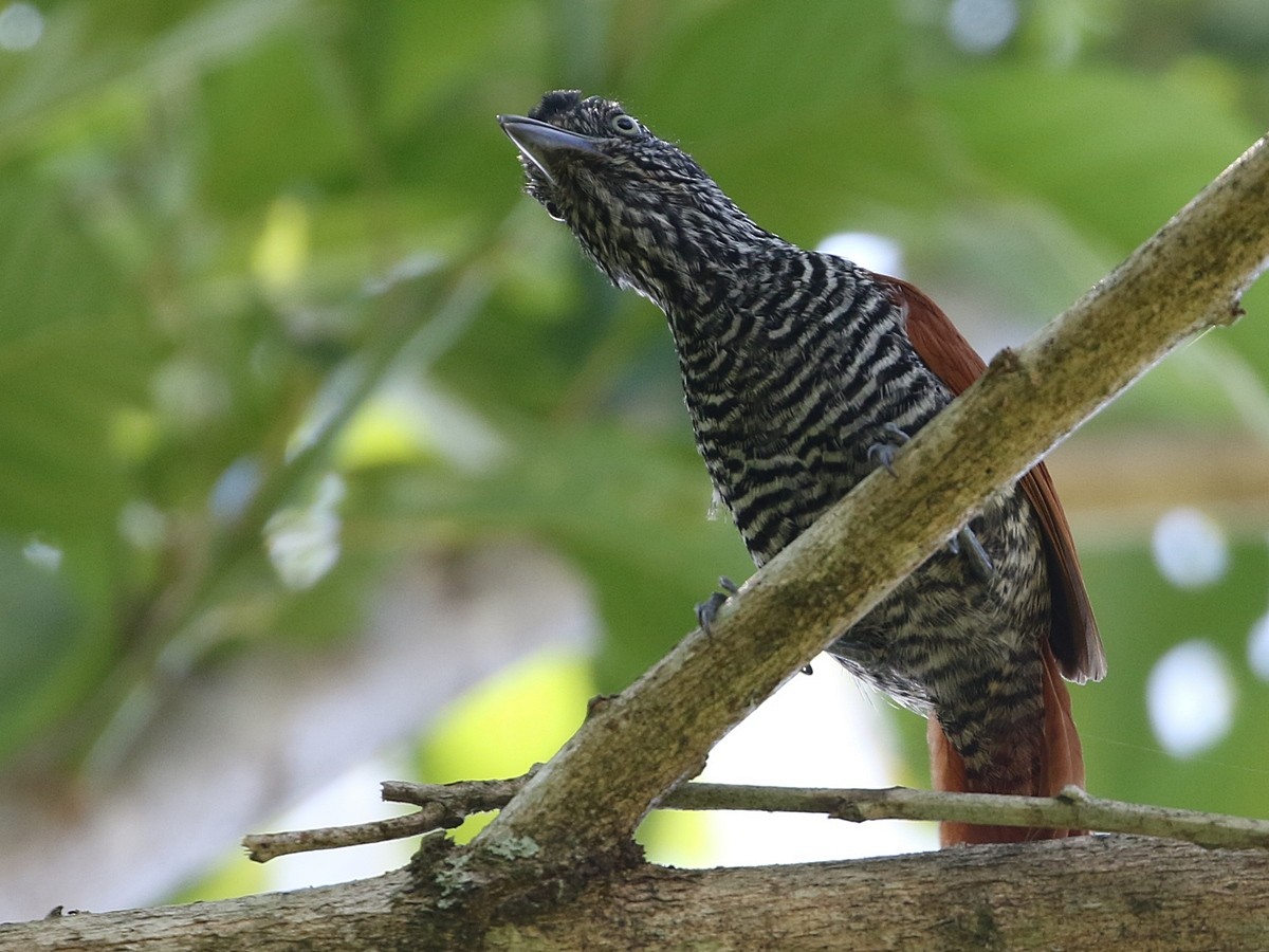 Chestnut-backed Antshrike - Attila Steiner