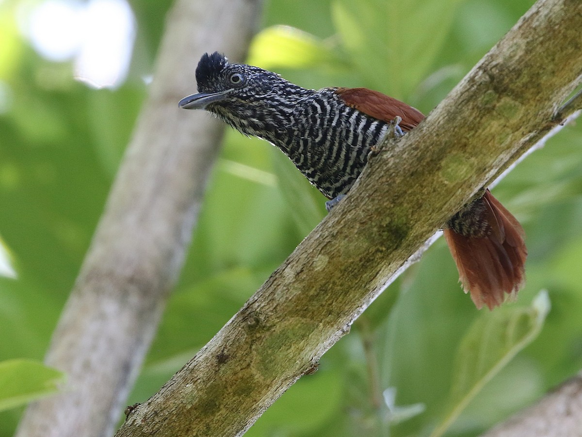 Chestnut-backed Antshrike - ML506551881