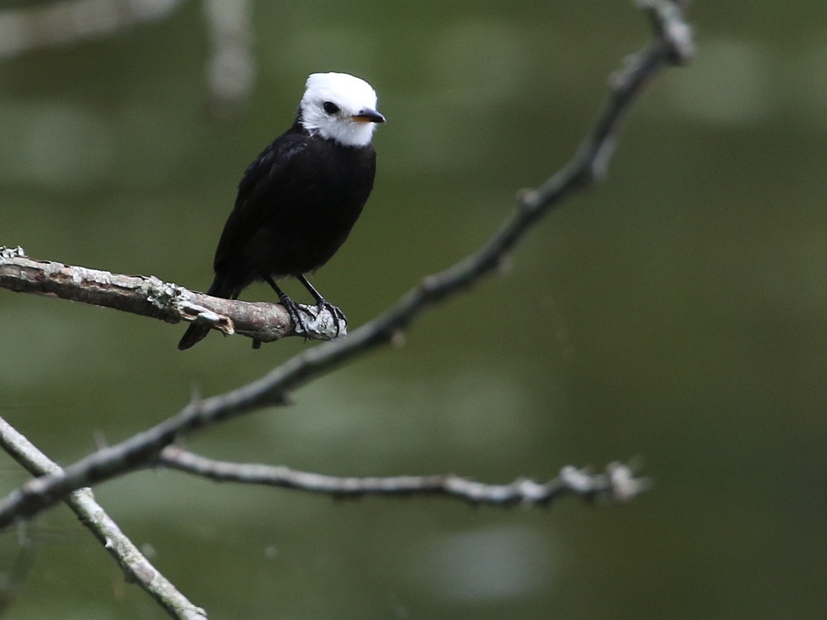 White-headed Marsh Tyrant - ML506552051