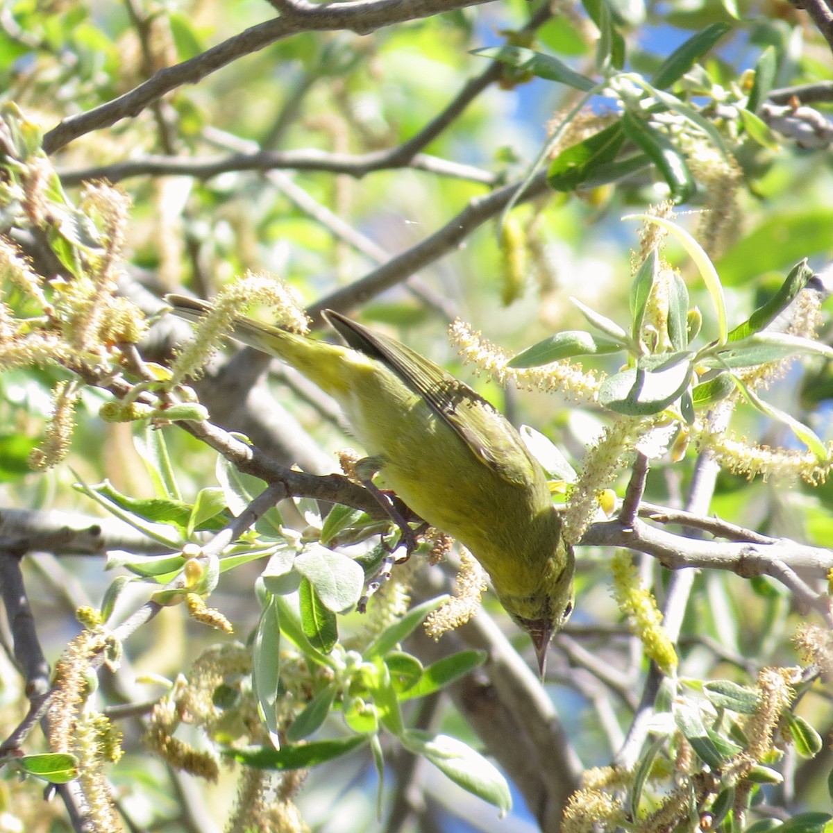 Orange-crowned Warbler - ML50655241