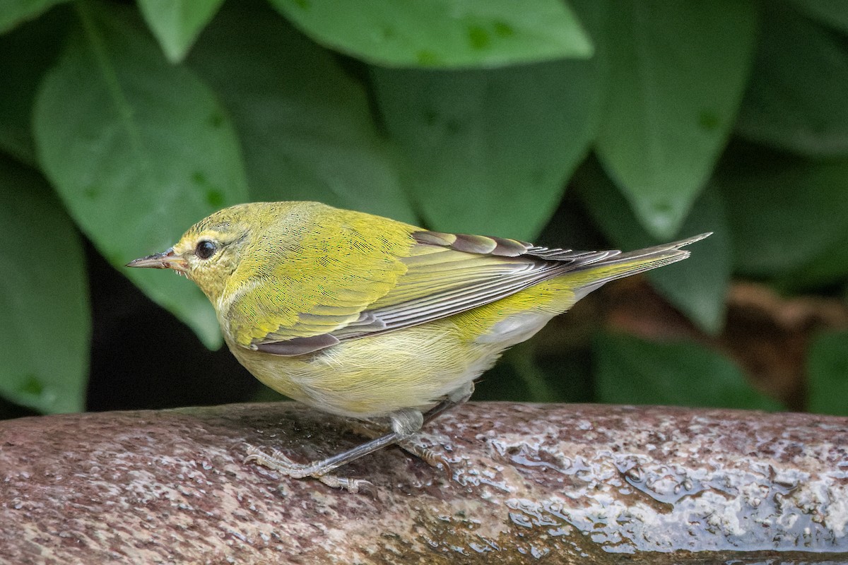 Tennessee Warbler - ML506552851