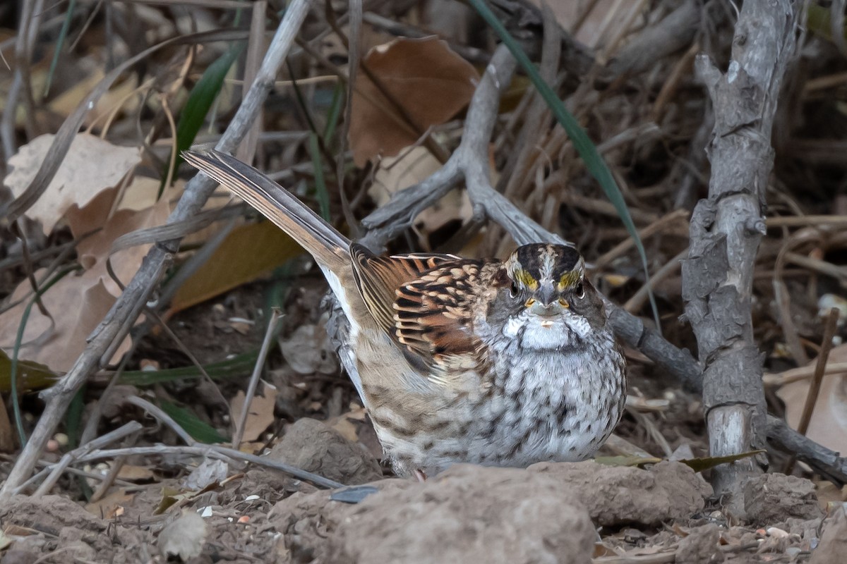 White-throated Sparrow - ML506553071