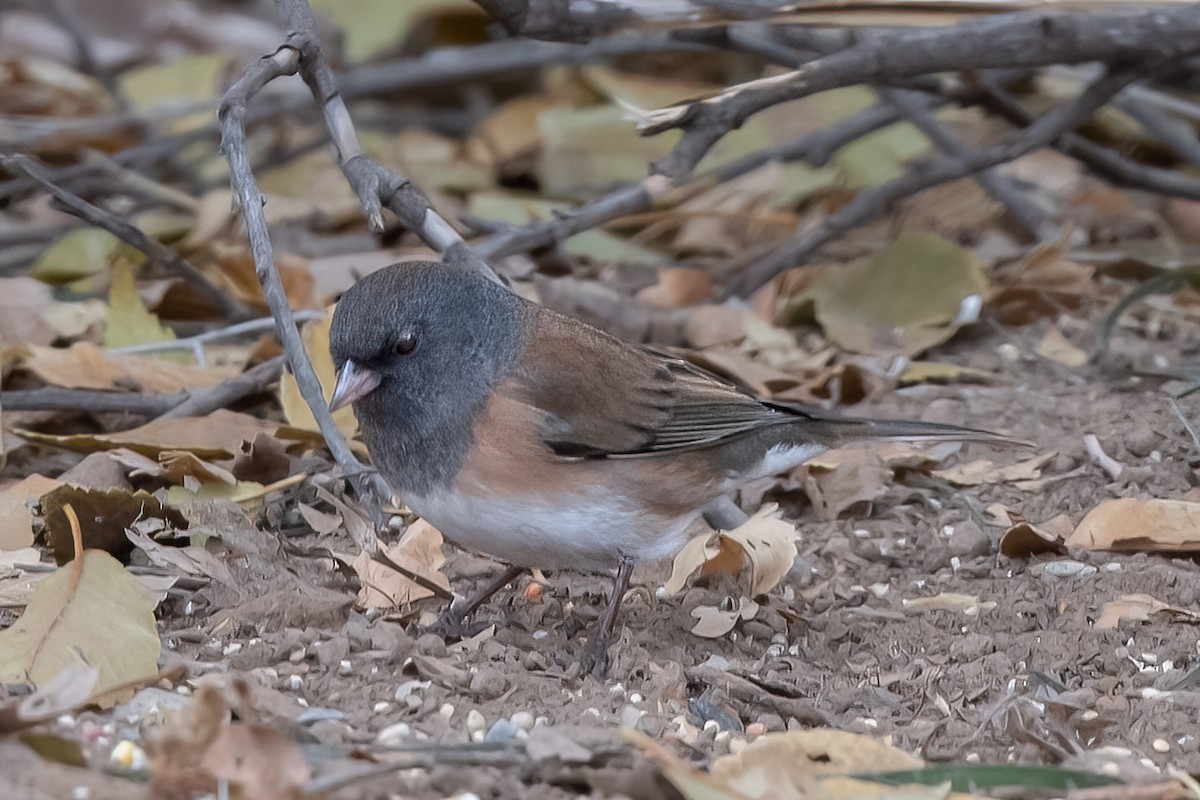 Dark-eyed Junco (Pink-sided) - ML506553121
