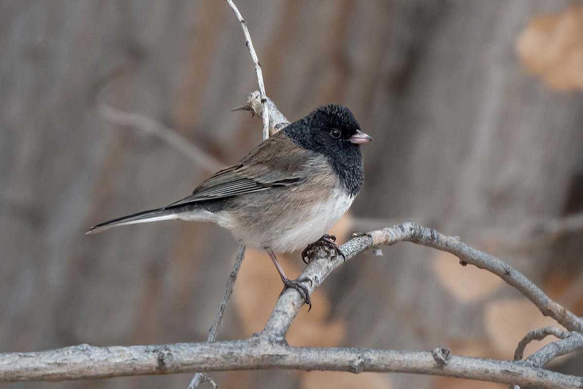 Dark-eyed Junco (Oregon) - ML506553161