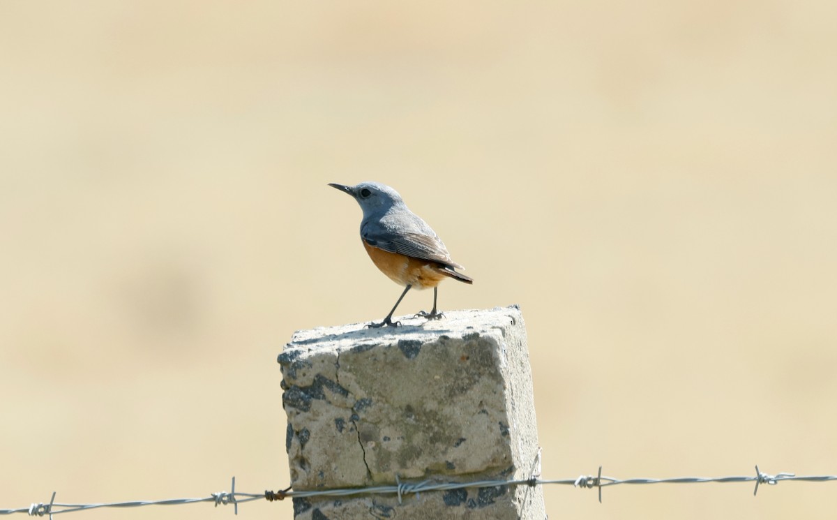 Sentinel Rock-Thrush - ML506553251