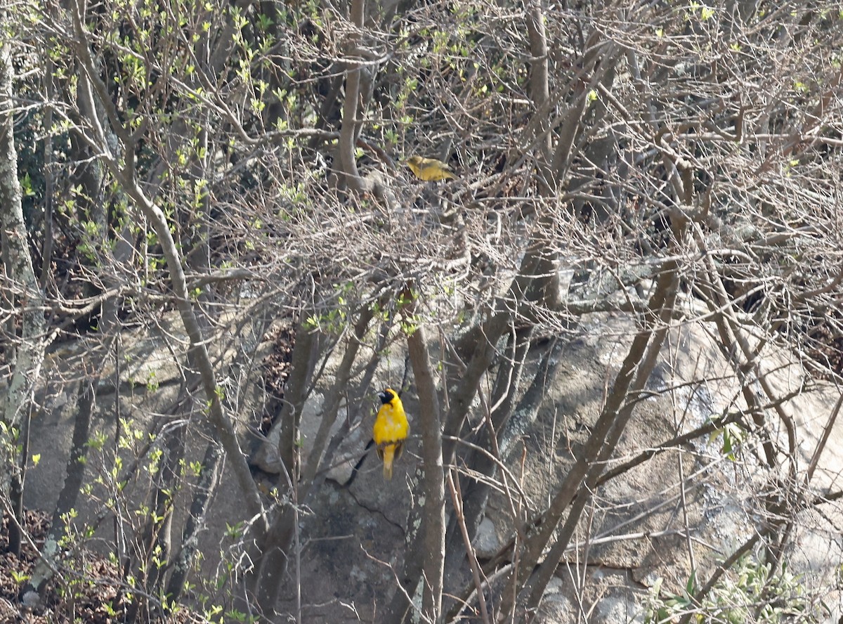 Southern Masked-Weaver - ML506553281