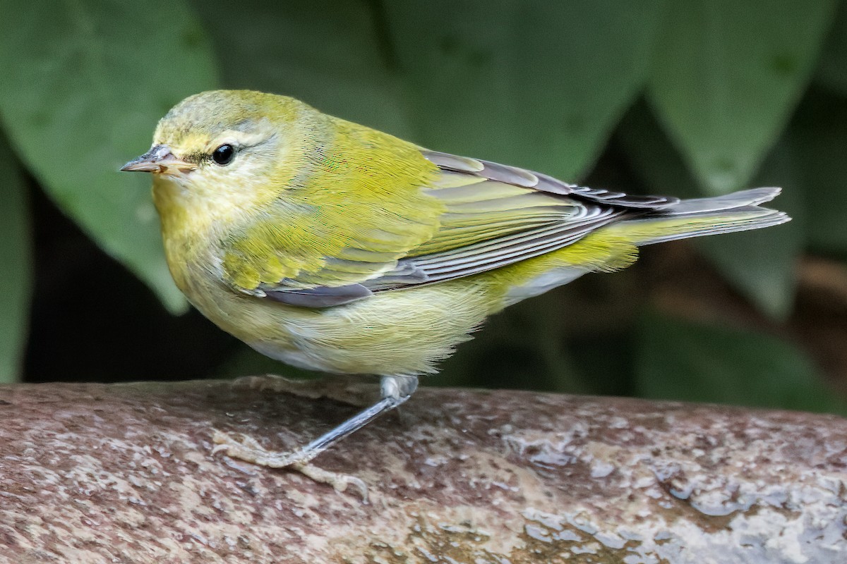 Tennessee Warbler - David F Smith