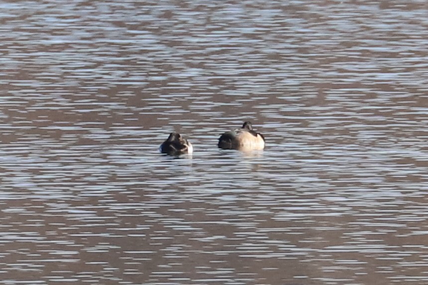 Lesser Scaup - Debra Rittelmann