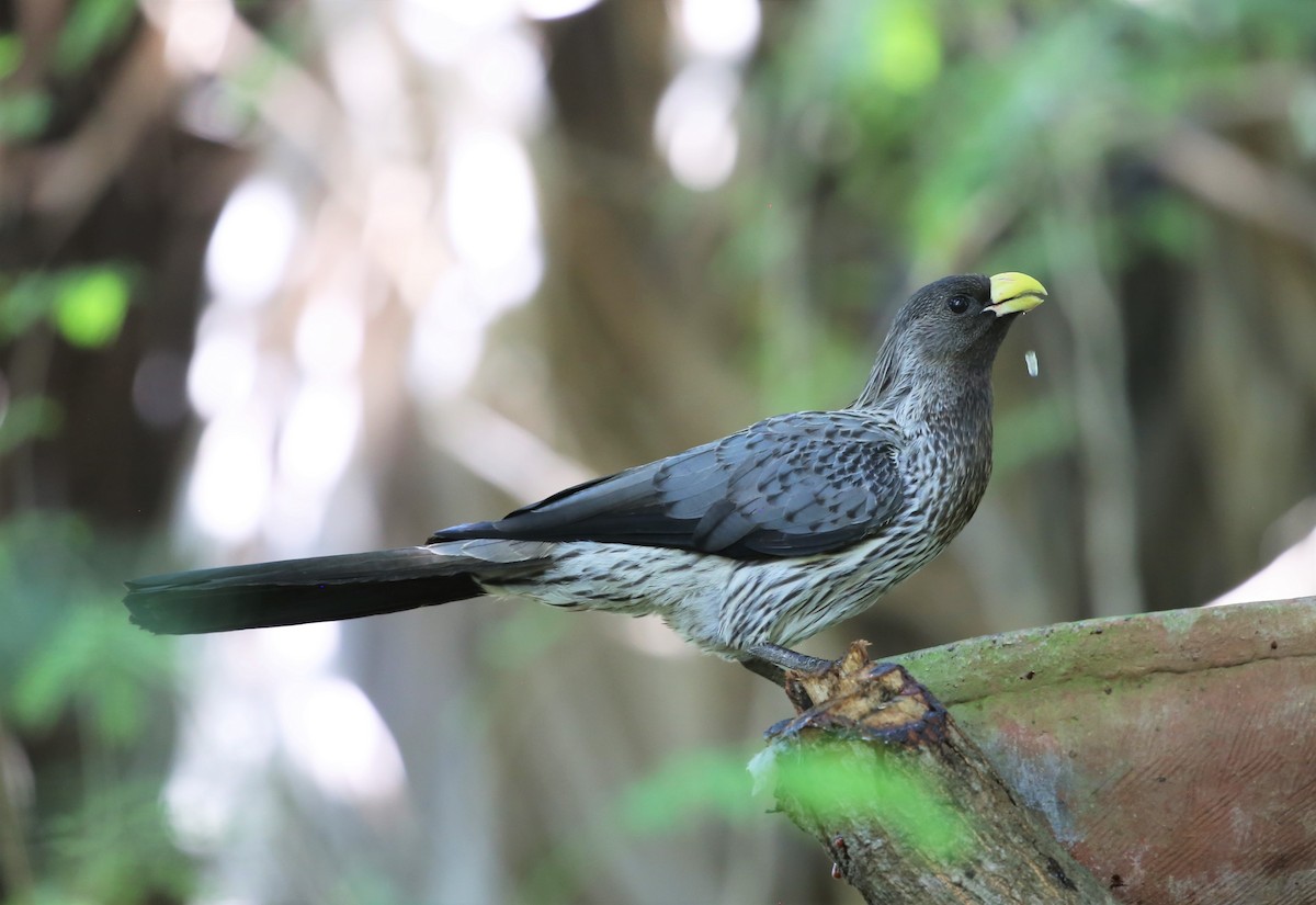 Turaco Gris Occidental - ML506554761