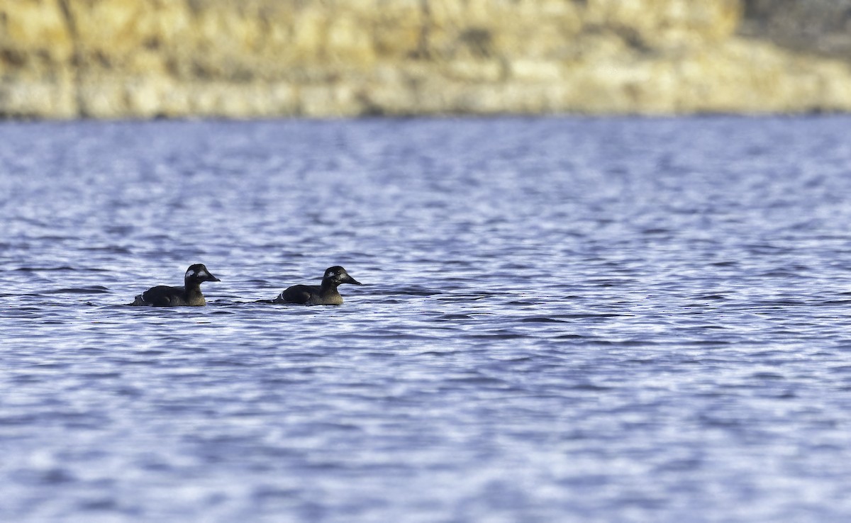 White-winged Scoter - Connor Cochrane