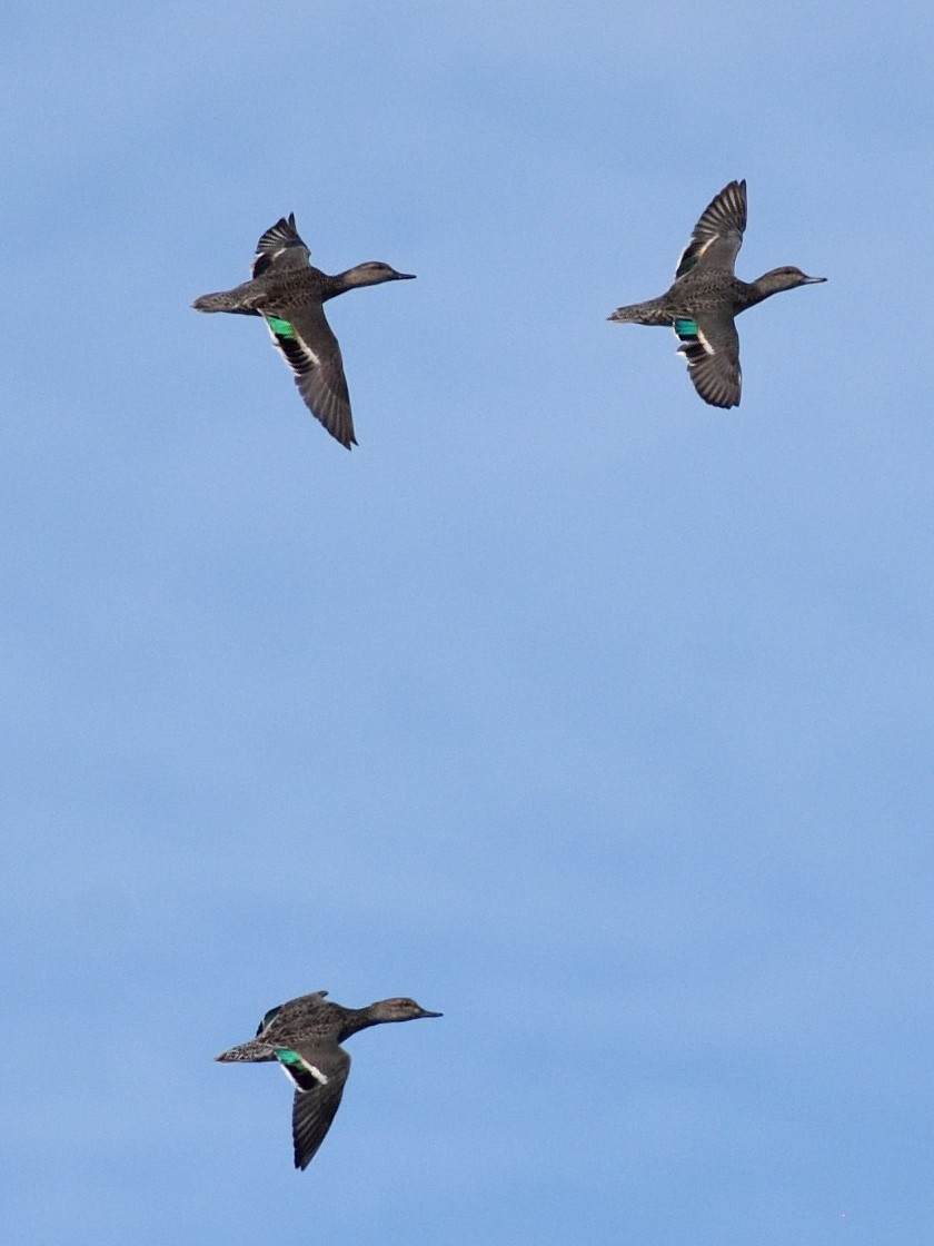 Green-winged Teal - ML506555571