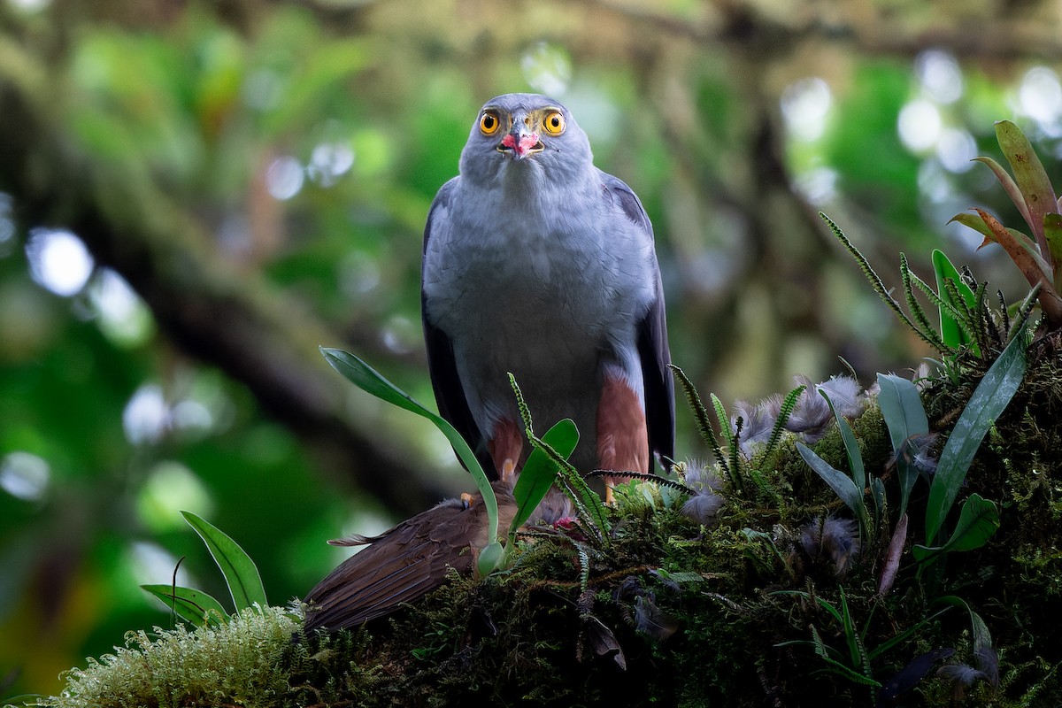 Bicolored Hawk - ML506556531
