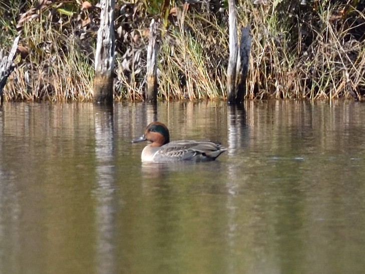 Green-winged Teal - ML506556681