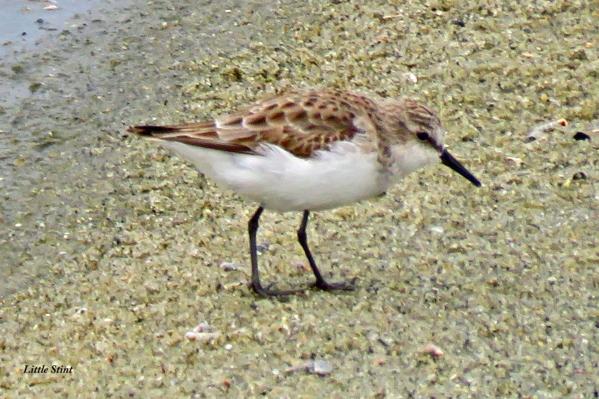 Little Stint - ML506559931