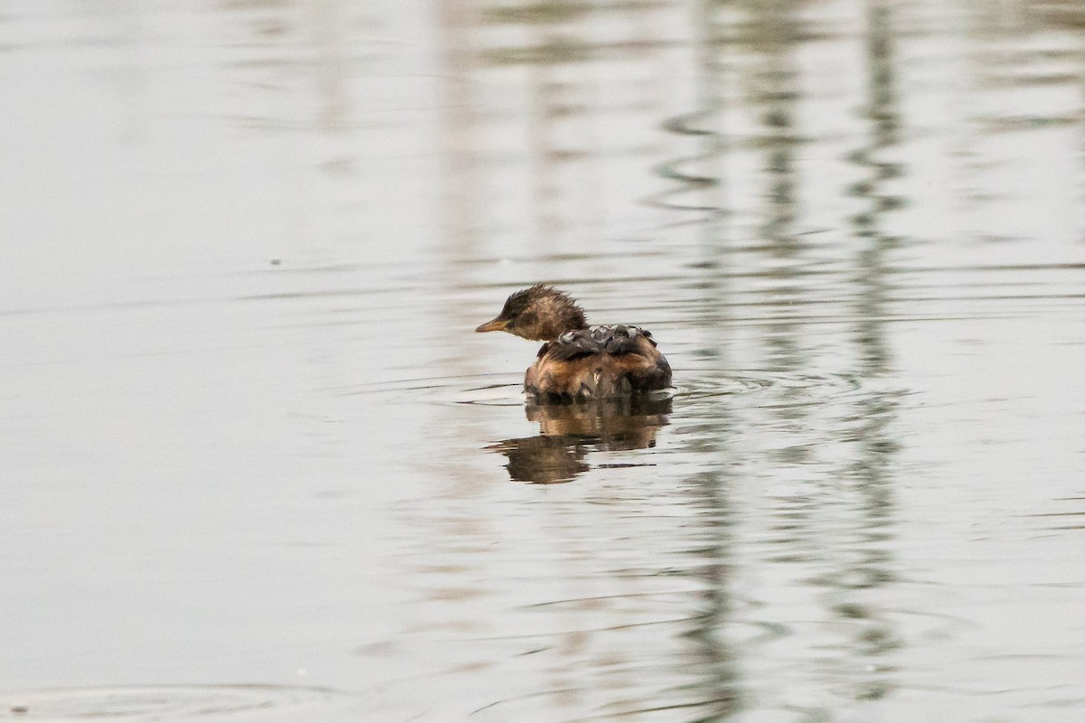 Little Grebe - ML506561961