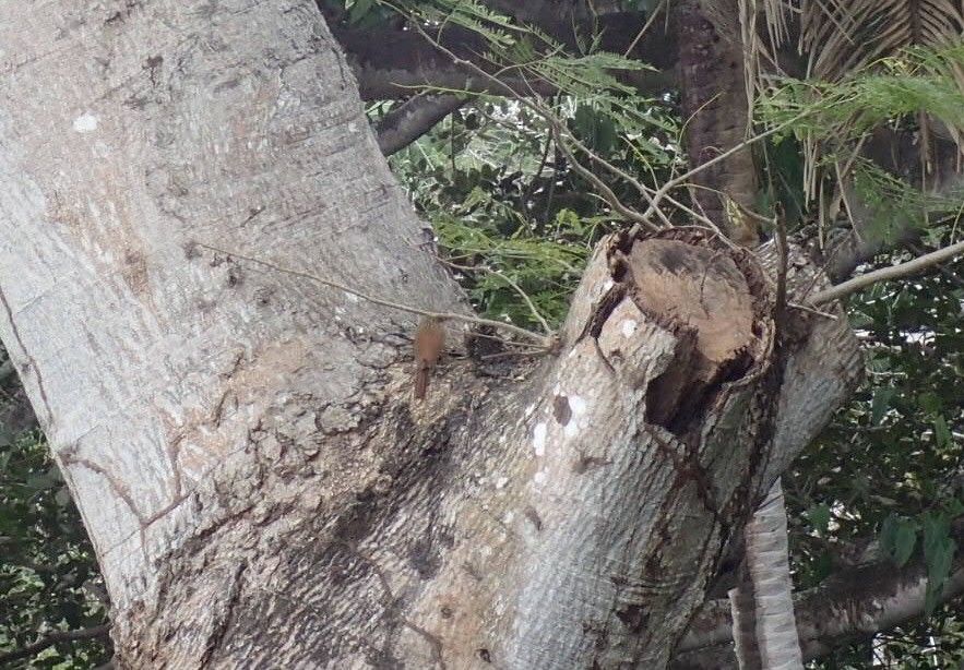 Ivory-billed Woodcreeper - ML50656421