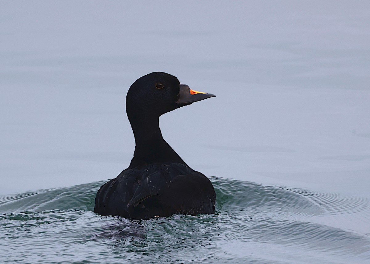 Common Scoter - José Gravato