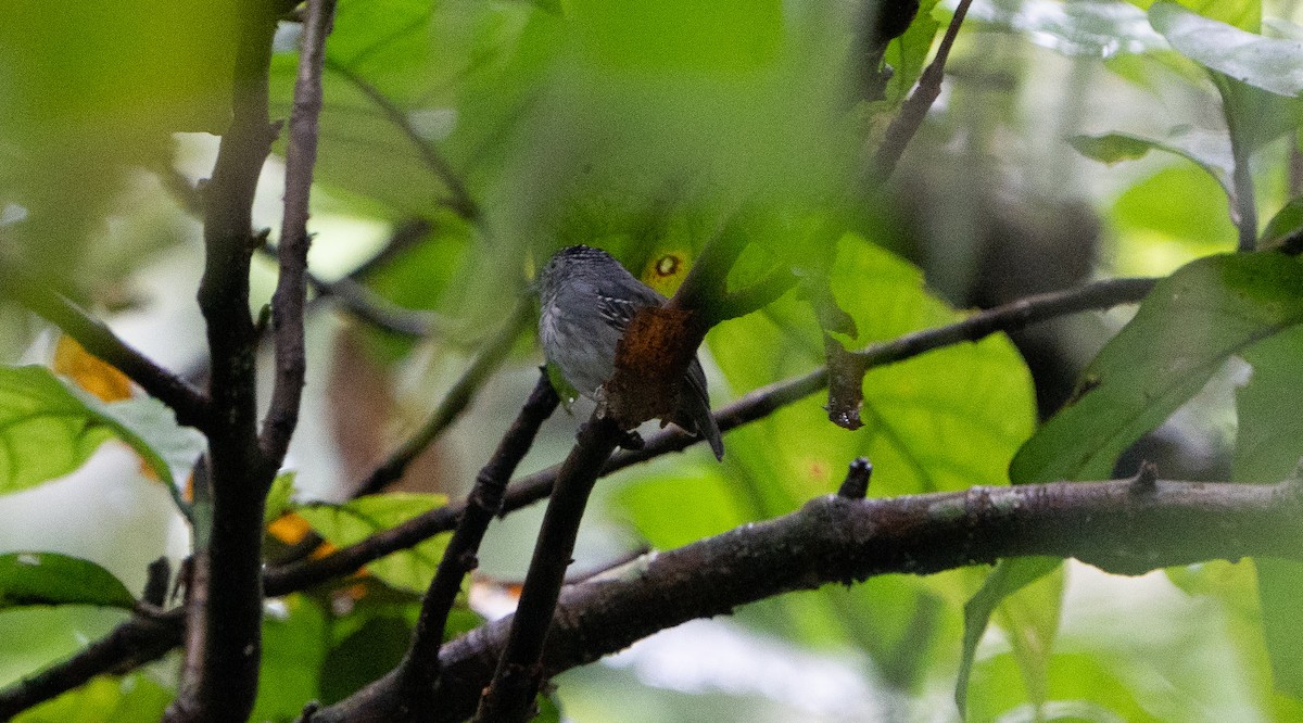 Spot-crowned Antvireo - ML506565461