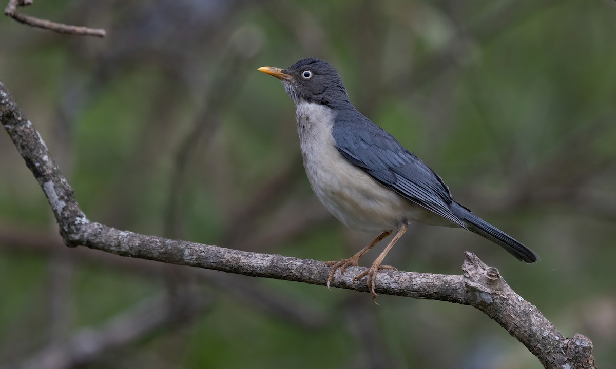 Plumbeous-backed Thrush - Paul Fenwick
